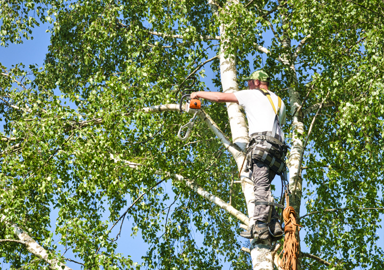 Patch of Heaven Tree Trimming Services in Madison, MS yard