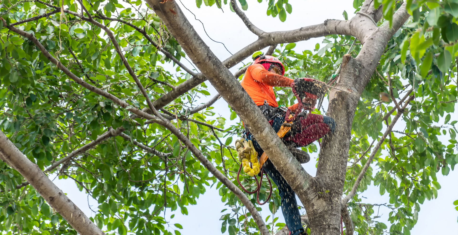 Tree Trim service in Jackson Mississippi