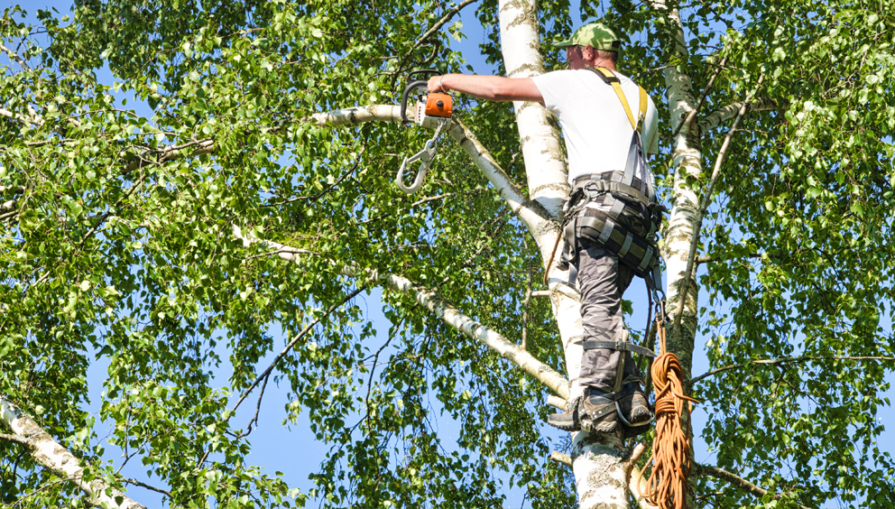 Tree Trimming & Stump Grinding Services in Jackson MS area