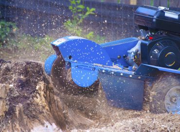 Tree Trimming and Stump removal service in Jackson, Mississippi