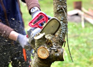 Tree Trimming & Stump Grinding Services in Jackson, Mississippi