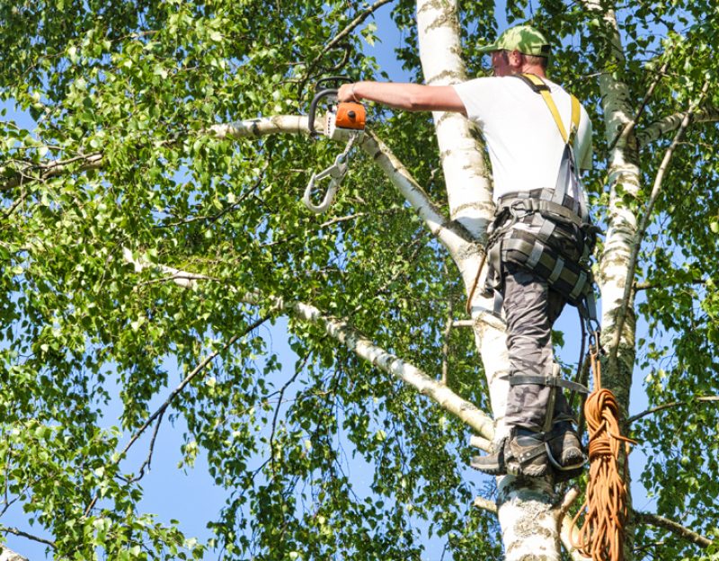 Tree Trimming & Stump Grinding Services in Jackson MS area